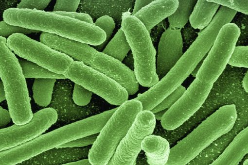 Co si počít s koliformními bakteriemi?