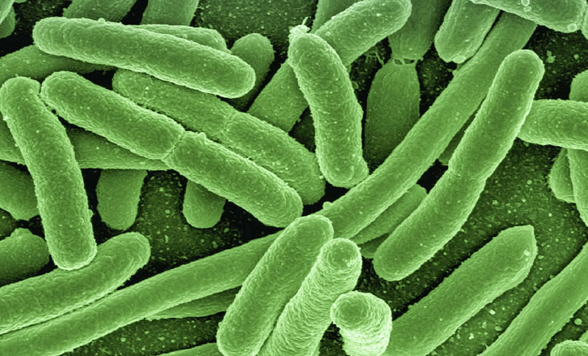 Co si počít s koliformními bakteriemi?